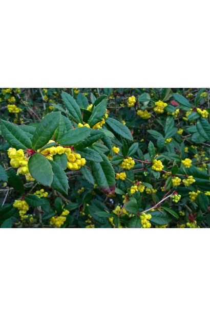 Продолговатые зеленые листья и желтые цветы барбариса Юлиана.